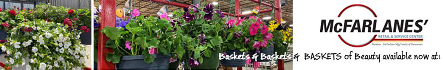 Baskets and baskets and baskets of beauty available now at McFarlanes. Features two images of hanging flower baskets
