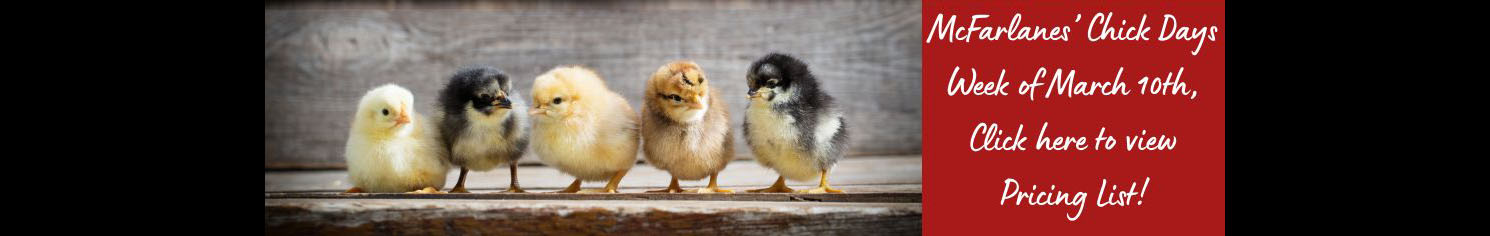 A photo of five little baby chickens with wording that states McFarlanes Chick Days Week of March 10th, Click here to view pricing list!